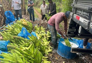 Safra de banana cresce 23% em Alagoas