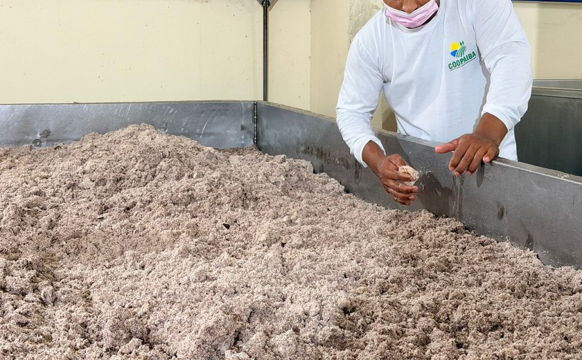 Coopaiba processa 600 mil quilos de coco e supera 1,2 milhão de frutos no 1º trimestre de 2026