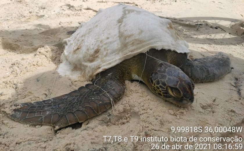 Tartaruga-verde encalha em área de difícil acesso na praia de Jequiá da Praia