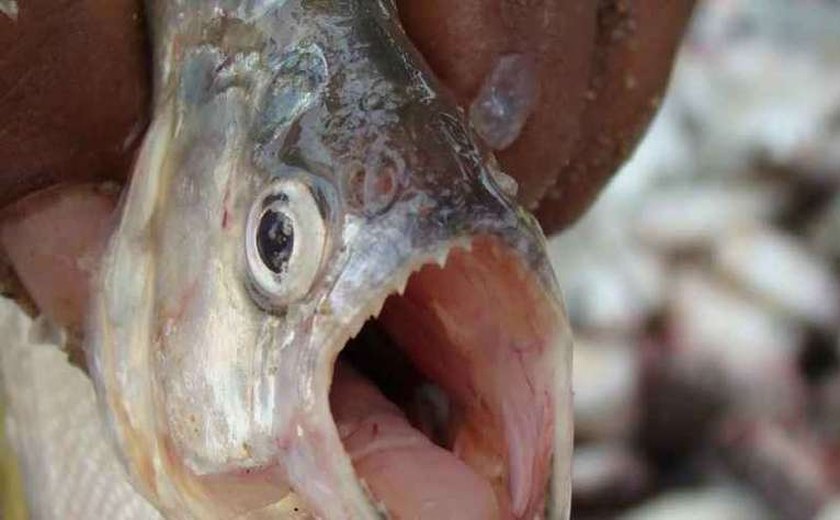 Turistas são atacados por pirambebas durante banho no Rio São Francisco