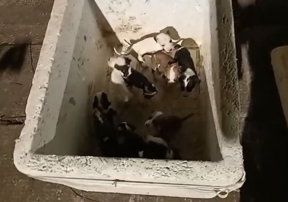Vídeo: Polícia Civil investiga suspeito de abandonar 11 filhotes e instaura inquérito por maus-tratos a animais