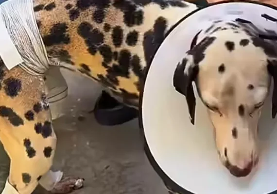 Homem ateia fogo em residência e fere cadela em Maceió