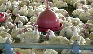 SC emite alerta máximo após gripe aviária em granja comercial no RS