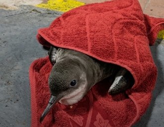 Oplit auxilia no resgate de ave marinha debilitada na orla de Jatiúca