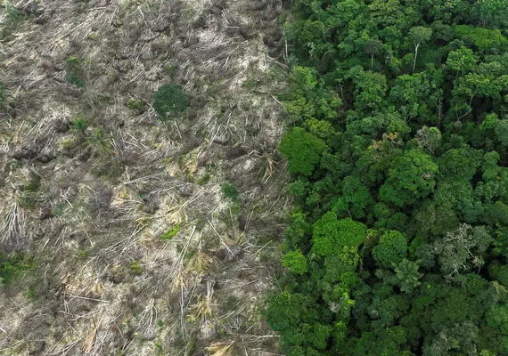 Brasil perdeu 111,7 milhões de hectares de áreas naturais em 40 anos