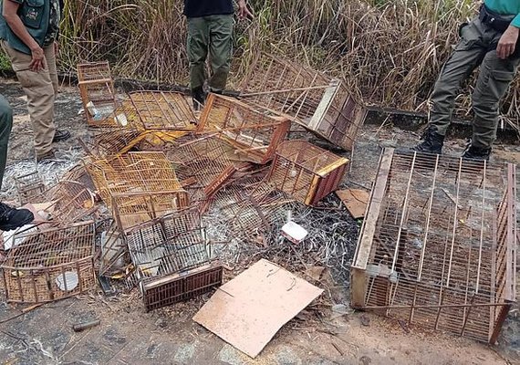 Mais de 230 aves silvestres são resgatadas de cativeiros ilegais no interior de Alagoas