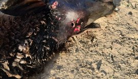 Ataque misterioso em Craíbas deixa carneiros mortos