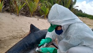 IMA divulga que óleo não foi a causa da morte de golfinho no litoral alagoano