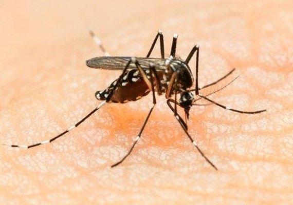 Medo do Aedes faz venda de repelente disparar e impulsiona novos negócios