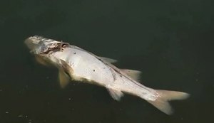Peixes aparecem mortos na Lagoa da Anta em Maceió na manhã desta quinta-feira (03)