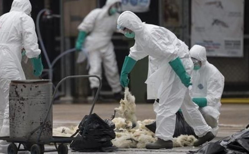 China confirma primeiro contágio humano de cepa da gripe aviária
