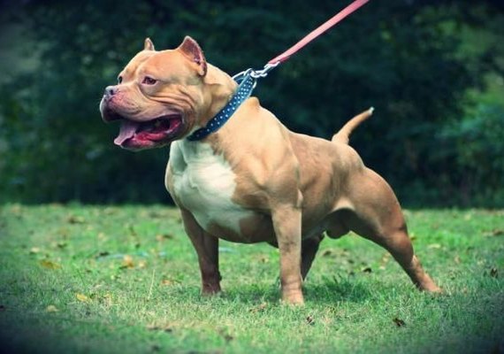Criança tem orelha arrancada em ataque de cães pit bull