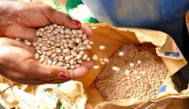 Governo de Alagoas realiza pregão para aquisição de sementes nesta sexta-feira (23)
