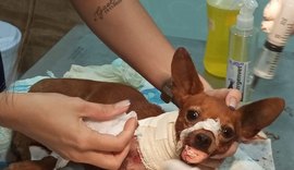 Vídeos: cãozinho é brutalmente atacado por homens e fica com lesões na coluna e maxilar