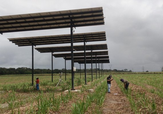 Com captação de energia solar, projeto da Ufal impulsiona produção da cana-de-açúcar