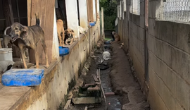Abrigo pede ajuda para evitar impacto das chuvas em espaço que acolhe cães