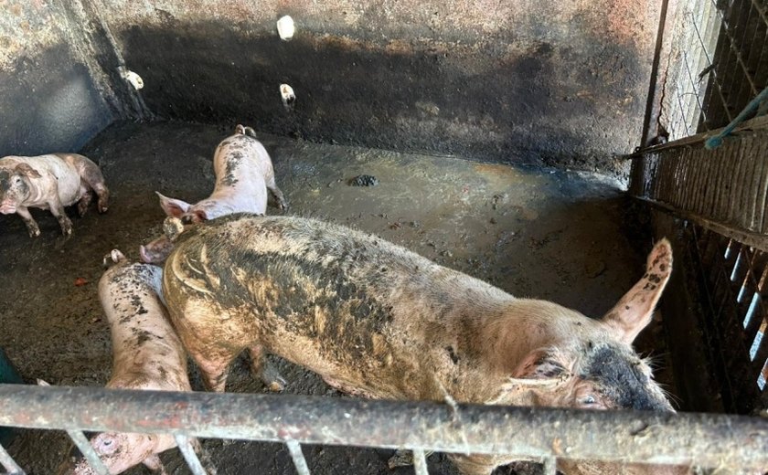 Pocilgas são removidas do entorno do Mercado da Produção