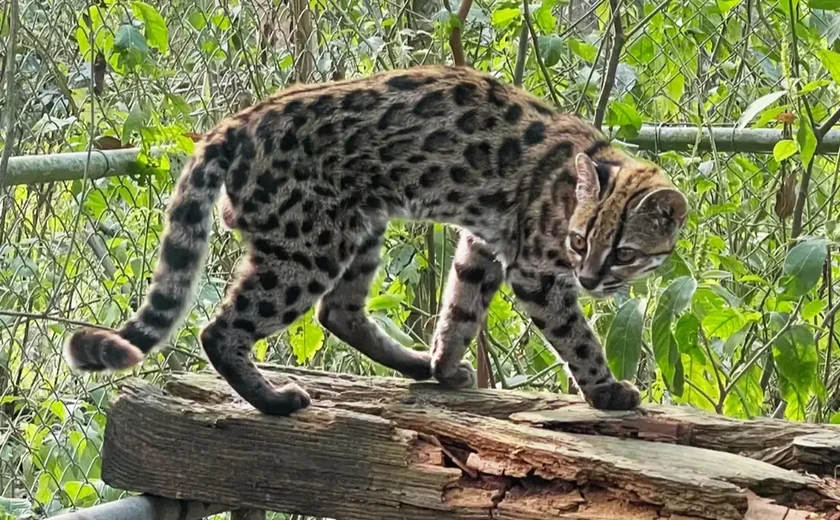 Nova espécie de felino é identificada em florestas da Bolívia