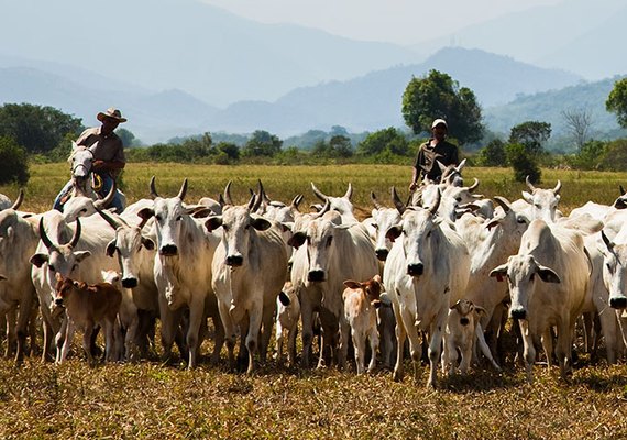 Rebanho bovino cai 3%, mas produção de leite movimenta R$ 1,3 bilhão em Alagoas
