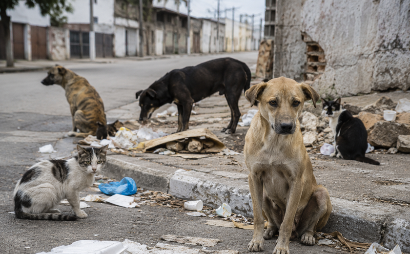 Abandono de animais exige resposta do poder público, defende jornalista