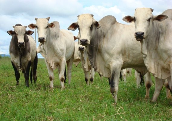 Desoneração do ICMS da carne bovina reduz preço da cesta básica