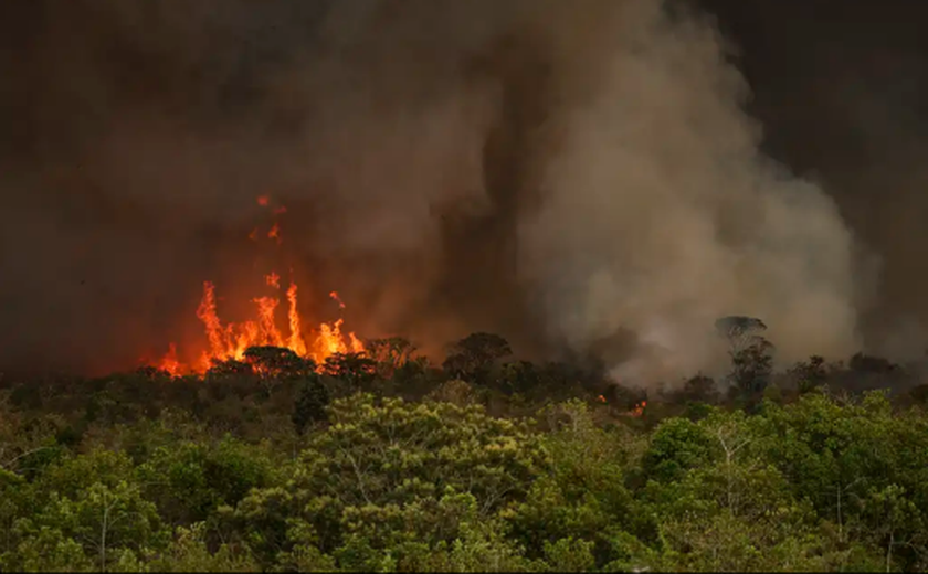 Recuperação do solo após incêndios. O que os produtores rurais devem fazer?