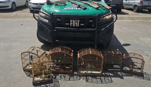 Operação ambiental apreende animais silvestres e três armas no Litoral Norte