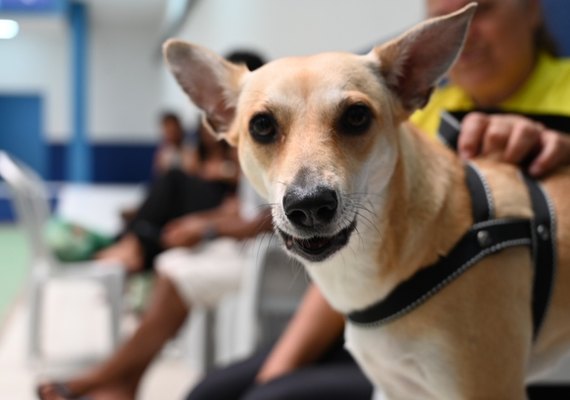 Primeiro Mutirão de Castração no HC Pet promove mais de 80 cirurgias