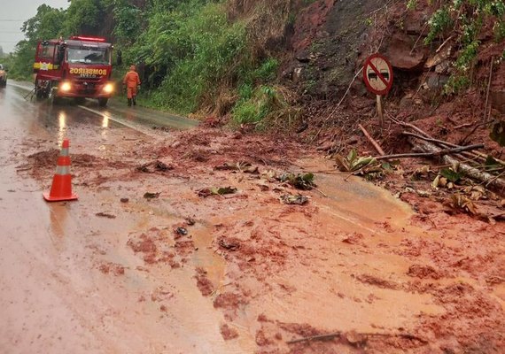 Árvore cai em pista e deixa parte da rodovia BR-104 em Branquinha interditada