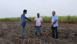 Plantio de inverno na Pindorama deve alcançar 2300 hectares