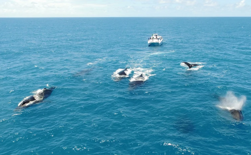 Começou a temporada de baleias no Brasil