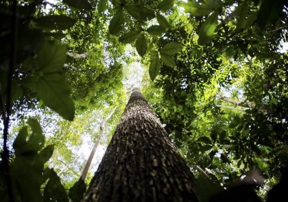 Perto de completar cinco anos, Código Florestal ainda tem pontos a implementar