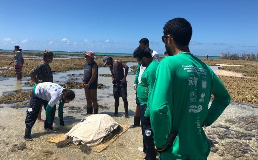 Alagoas registra 1.682 encalhes de tartaruga em 2018