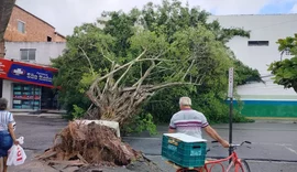 Avenida no Benedito Bentes é interditada após queda de árvore de grande porte