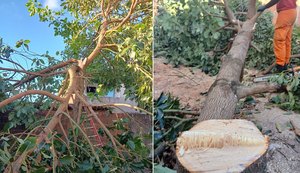 Bombeiros removem abacateiro que caiu sobre residência em Maceió