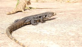 IMA e Ibama realizam em Alagoas soltura monitorada de 115 animais silvestres