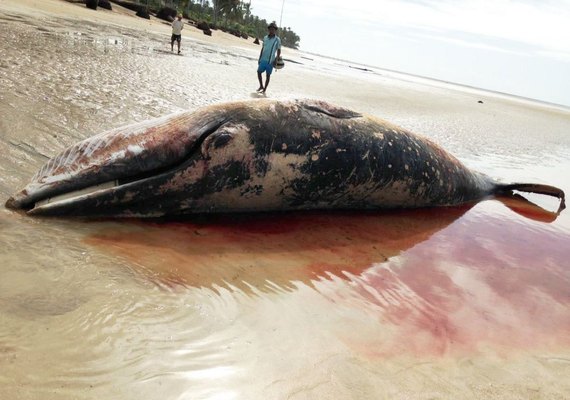Baleia da espécie minke é encontrada morta em praia de Porto de Pedras