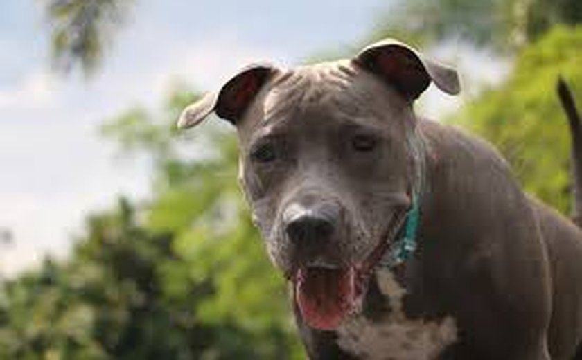 Pitbull ataca duas mulheres em residência em Maceió