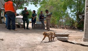 Macaco-prego-galego mantido acorrentado e sob o sol é resgatado pela FPI no Sertão