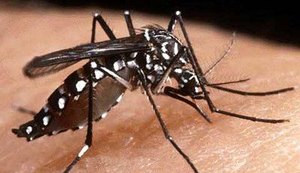 Minas Gerais registra primeira morte por febre chikungunya