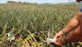 Jornal é utilizado no cultivo do abacaxi