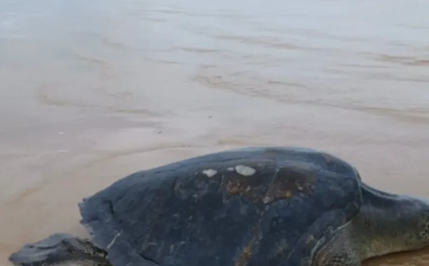 Após sucessivos encalhes, tartaruga-oliva é resgatada pelo Instituto Biota em Feliz Deserto