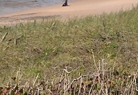 Vídeo: moradores avistam lobo-marinho em Jequiá da Praia