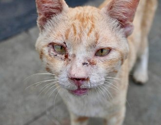SMS registrou em seis meses 226 casos de esporotricose em animais