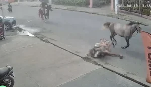 Casal cai de cavalo durante trajeto em alta velocidade em Arapiraca