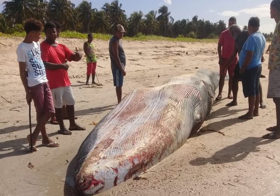 Baleia reintroduzida ao mar ontem é encontrada morta nesta quarta-feira