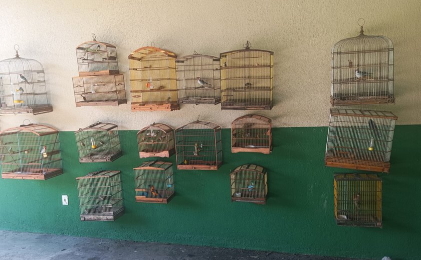 Polícia Militar resgata 36 aves silvestres em cativeiros ilegais