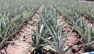 Arapiraca: 14 mil toneladas de abacaxi
