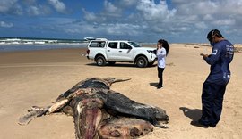 Baleia-jubarte encalhada na Praia do Pontal do Peba é removida e enterrada
