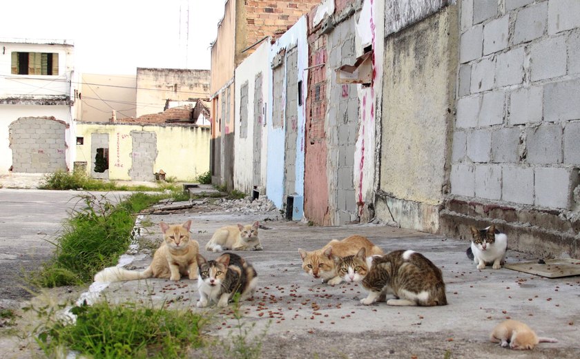 ONG denuncia abandono de mais de 1.100 animais pela Braskem em Maceió